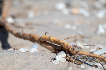 Shell sand and dry sea weed on sea beach shore macro with blurred background. White summer concept