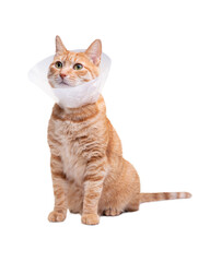 The cat wears a cone collar to protect and prevent licking the wound after sterilization. Neutering the male cat. Sick cat concept. White background.
