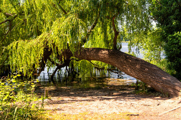 Fototapeta premium toppled weeping willow on the lakeside