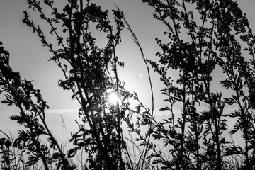 Artemisia tridentata, mugwort, sagebrush wild grass silhouette on sunset sky background. Summer prairie close-up with bright sun on sky. Greyscale