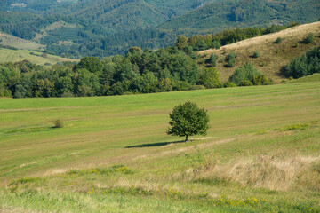 Geen valley with a sky. Landscape in the summer