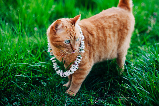 A cat and a daisy