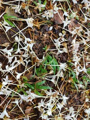 fiower on the ground