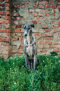 Portrait of a greyhound with daisy flowers in the garden