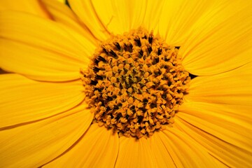 disco de flor amarilla con formas en espiral para fondo en color monocromático