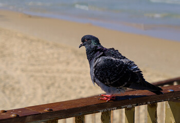 Dove on the beach by the sea
