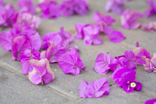 Beautiful fallen pink flowers of Bougainvillea, covering the ground