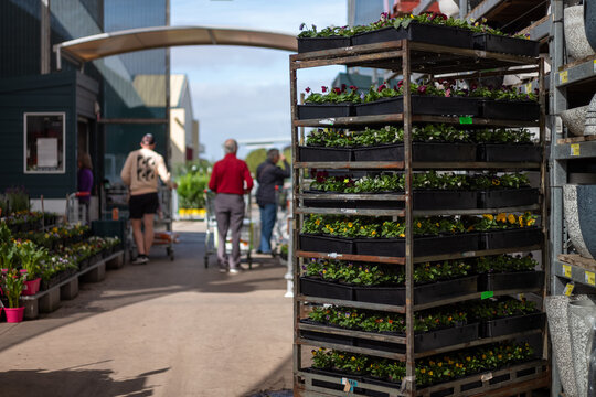 Rack of seedlings at nursery