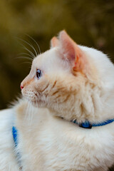 The cat looks away