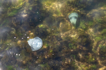 Big jellyfish group floating in the seaweed close to the sea shore