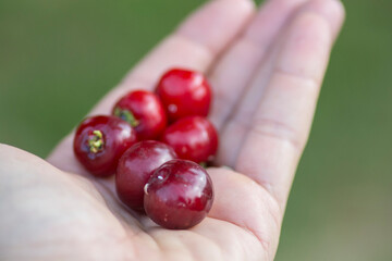 Hand full of Pitanga (Eugenia uniflora) red fruits. 