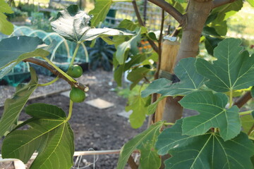 Figs on a tree in a kitchen garden in Nieuwerkerk aan den IJssel
