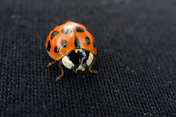 Ladybug walking on a black cotton material