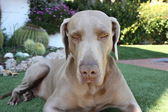 Weimaraner lying in a park and looking away.