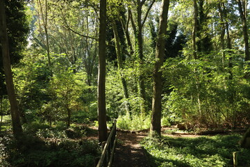 Sun beams between green leaves and on the water in the