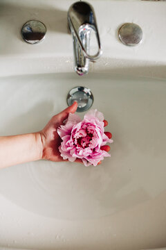 Hand holding a peony flower in a faucet