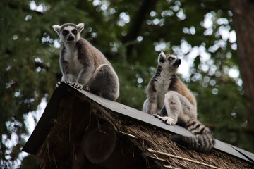 Lemurs are climbing in the Apenheul in Apeldoorn