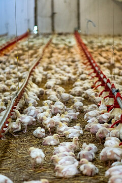 Poultry being raised for food at industrial farm