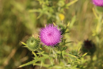 Purple blossom of the thistle plant