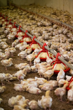 Poultry being raised for food at industrial farm