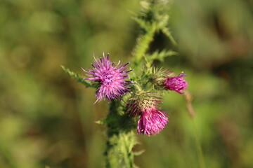 Purple blossom of the thistle plant