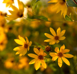 yellow flowers on a branch