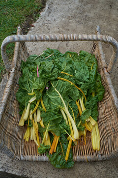 Basket of harvested silverbeet