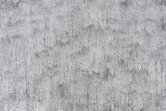 Snow Covered Trees In The White Mountains
