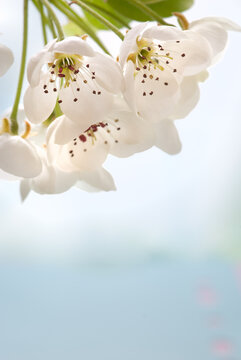 In bloom