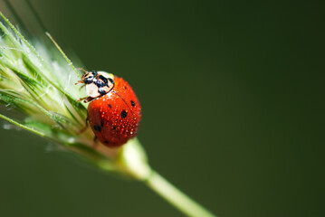 Ladybird on blade of grass