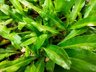green leaves in the garden
