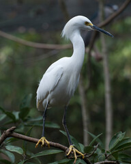 Snowy Egret Photo Stock.  Snowy Egret bird close-up profile view perched with white feather wings. Blur background.  Picture. Portrait. Image.