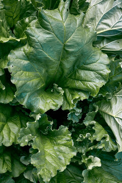 Leafy greens growing in veggie patch