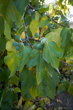 Fig tree with fruit