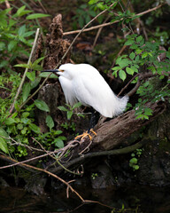 Snowy Egret Stock Photos.  Close-up profile view perched on a branch with  fluffy wings  displaying its white feathers plumage, beak, eye and in its environment and habitat. Image. Portrait. Photo.