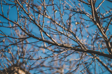 Beautiful branches with a blue sky as background