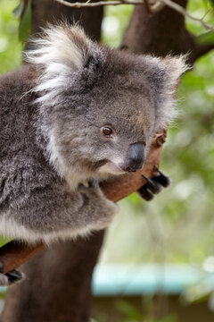 Australian Koala