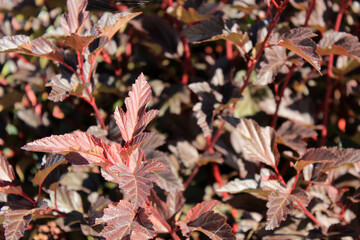 Natural autumn background of plants in the garden