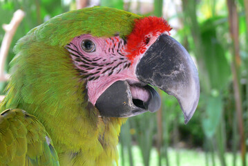 Green parrot - close portrait
