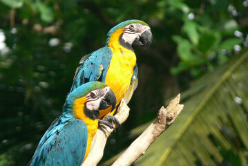 Blue and yellow parrots sitting on the branch