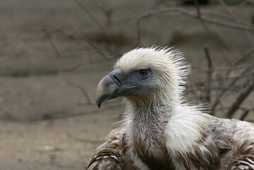 Griffon vulture head - close portrait