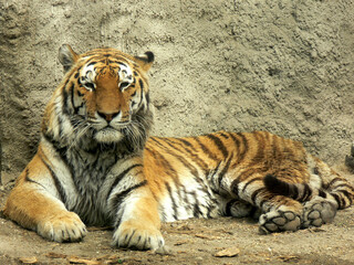 Fototapeta na wymiar Tiger resting in the zoo - portrait