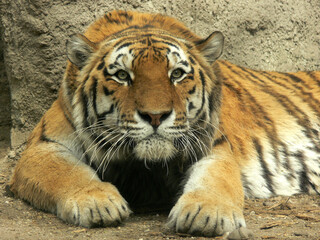 Angry tiger looks at you - close portrait
