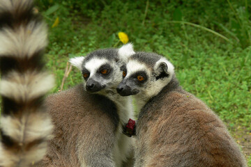 Lemur L'amour - Loving lemur couple posing for a selfie