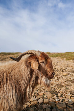 Goat grazing in stony highlands