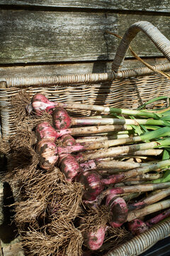 Organic purple garlic
