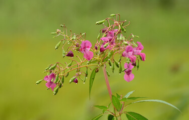 Kwiaty polne © zibi