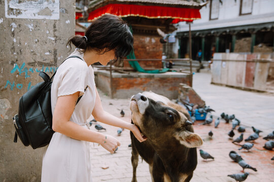 Woman and a cow at Durbar square with pigeons in Kathmandu