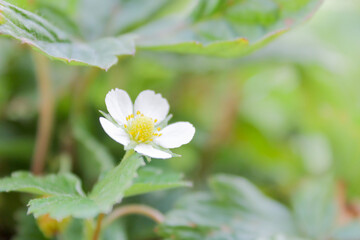 strawberry flower