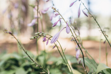 flowers in the field